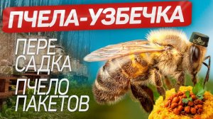 Обустраиваем точок/пересадка пчелопакетов/узбекские пчелы/работы по даче