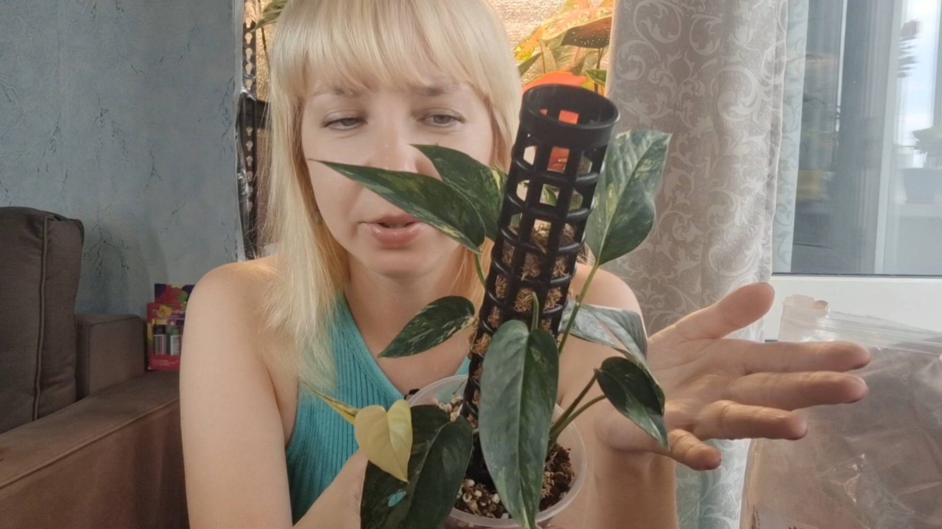 Пересадка эпипремнума пиннатум на фитильный полив смотреть онлайн