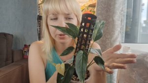 Пересадка эпипремнума пиннатум на фитильный полив