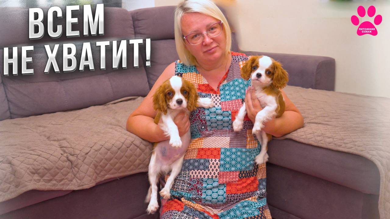 Щенков раскупили за неделю! Осталось всего 2 щенка Кавалер Кинг Чарльз Спаниеля! Хозяева в Крыму. смотреть онлайн