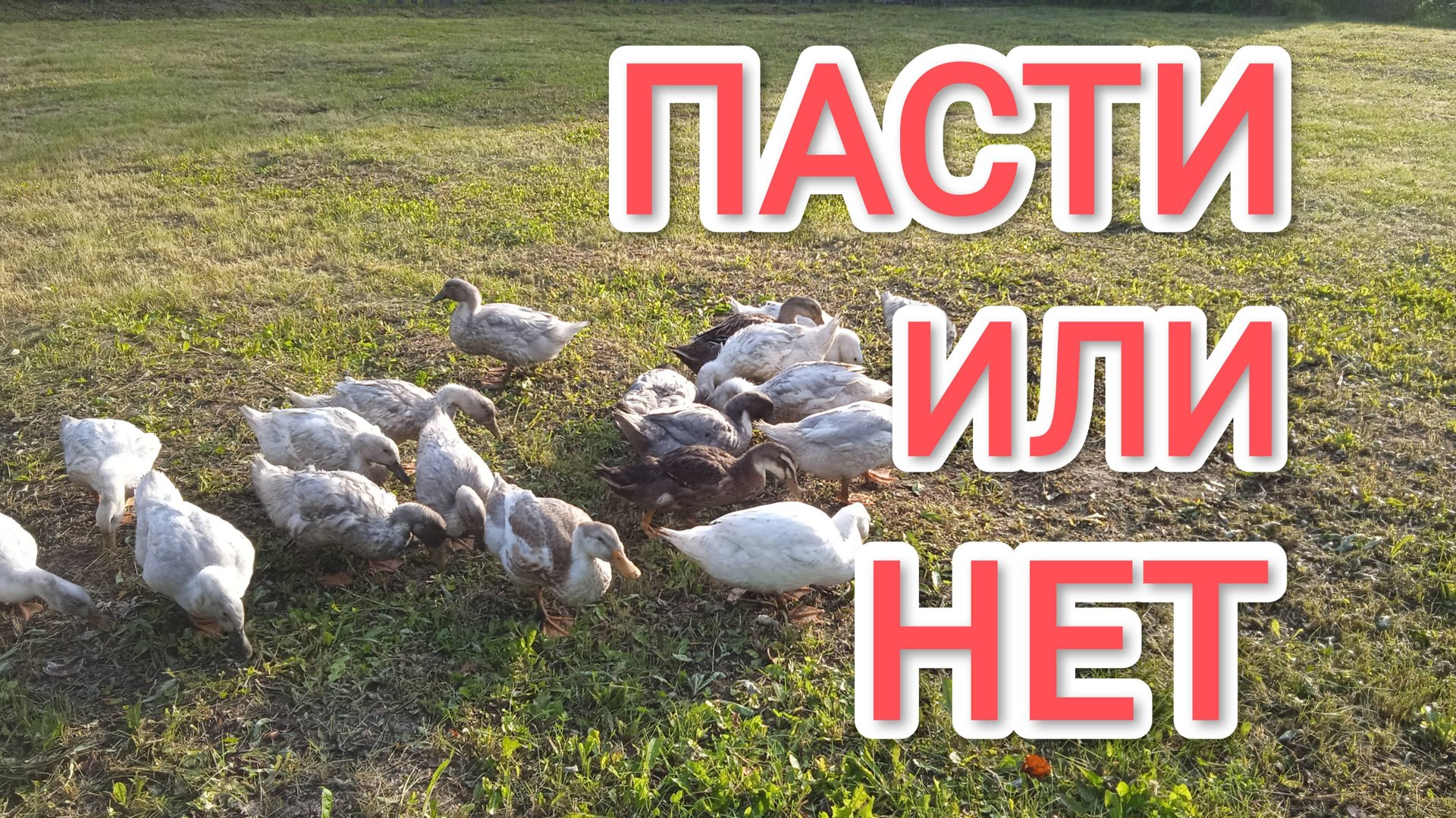 Домик в деревне Нужно ли пасти уток