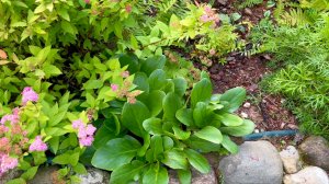 Спонтанные посадки растений в старой клумбе.