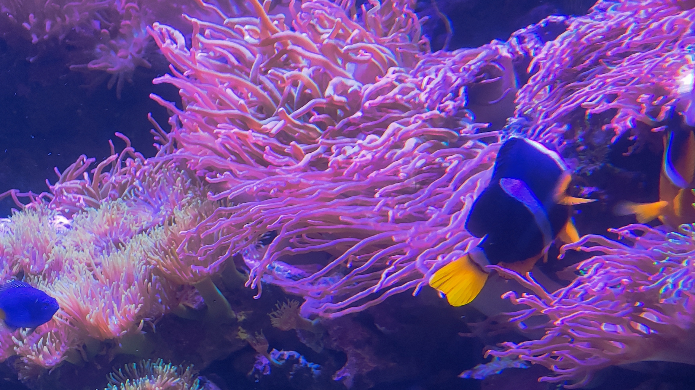 Москвариум 2025 смотреть онлайн