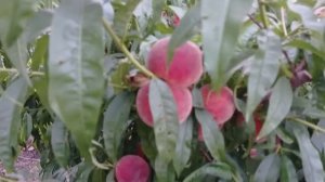 персик память Симиренко