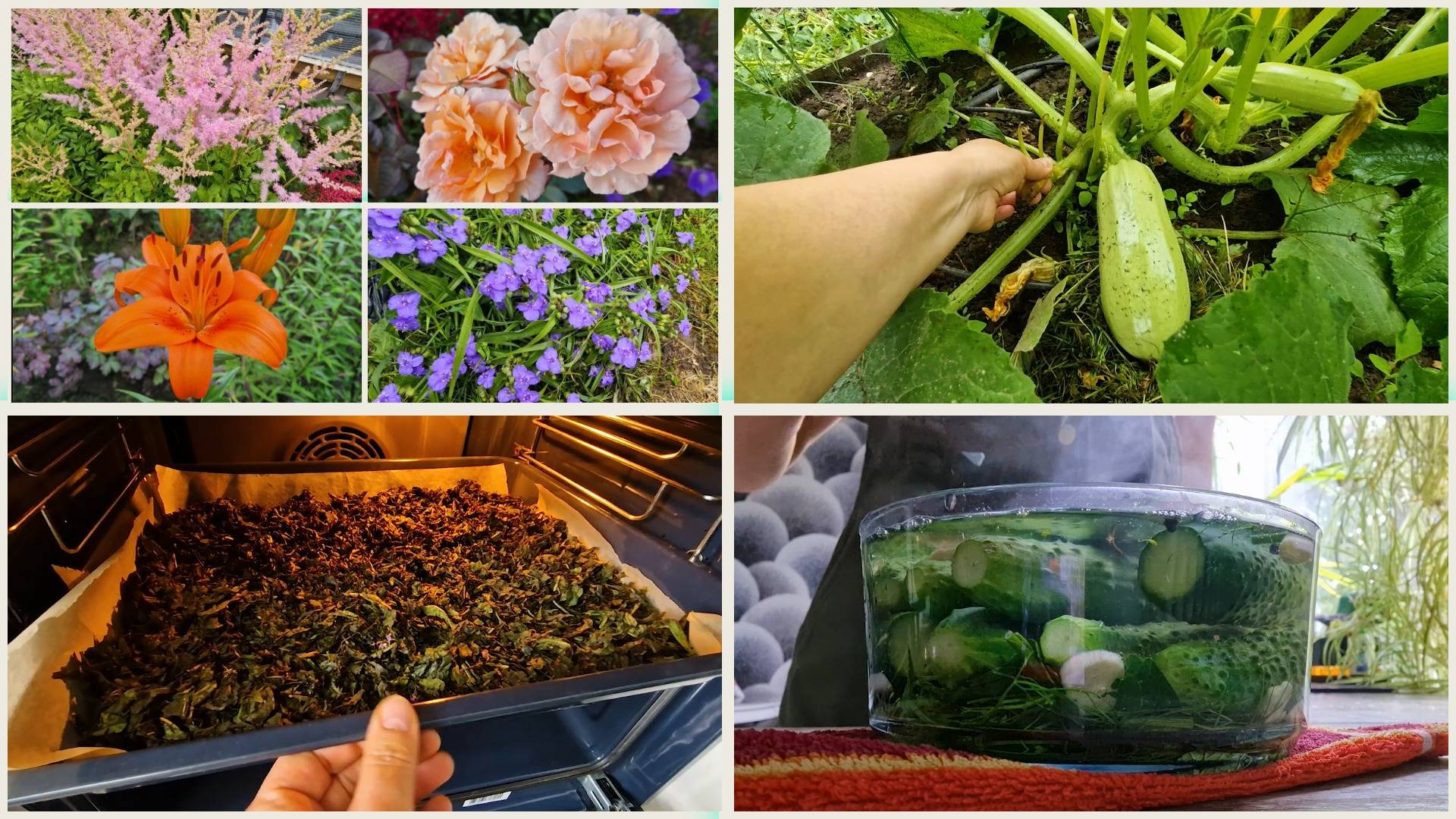 Один день из моей жизни. Иван Чай прошёл ферментацию, сушка. Малосольные огурцы. смотреть онлайн