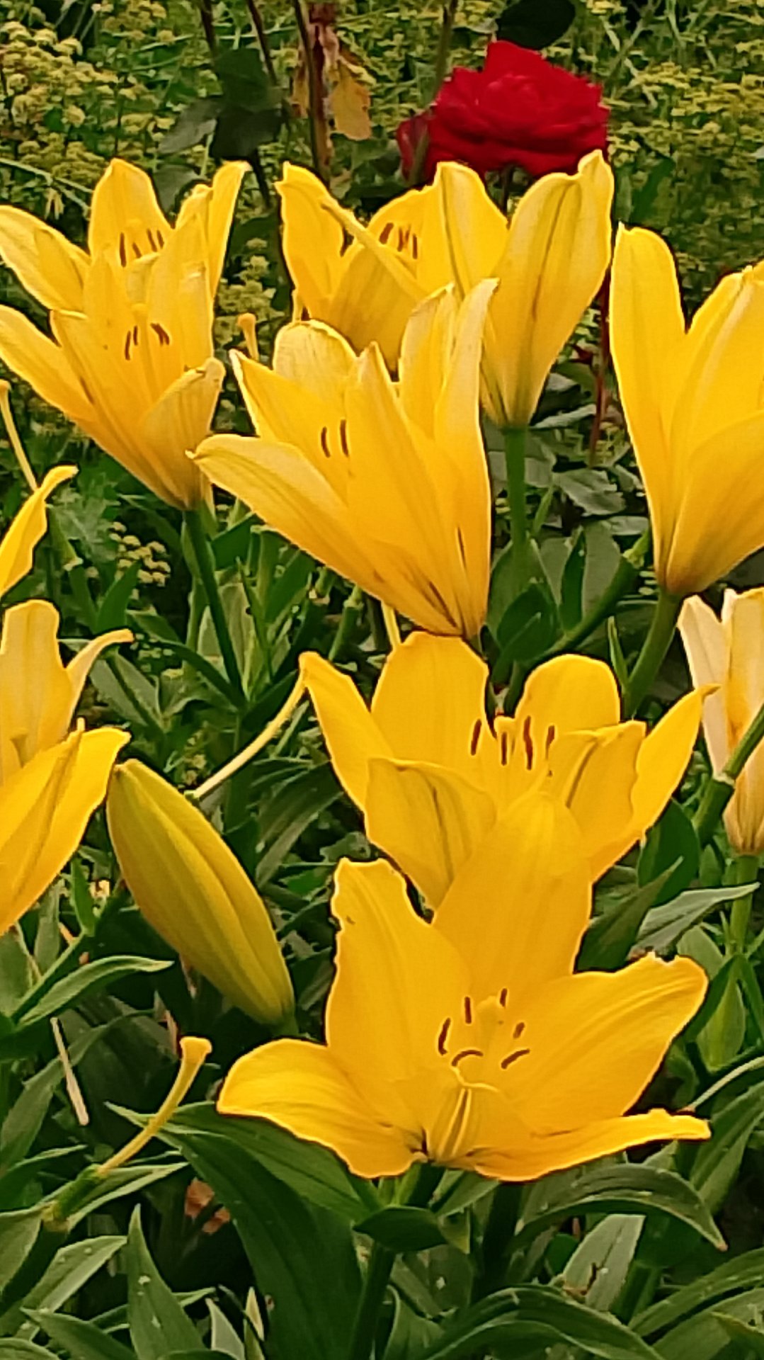 В красивом мире лилий! смотреть онлайн