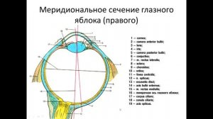 ОБЩЕЕ СТРОЕНИЕ ОРГАНА ЗРЕНИЯ   Д.м.н.,    проф. ИЗРАНОВ В А