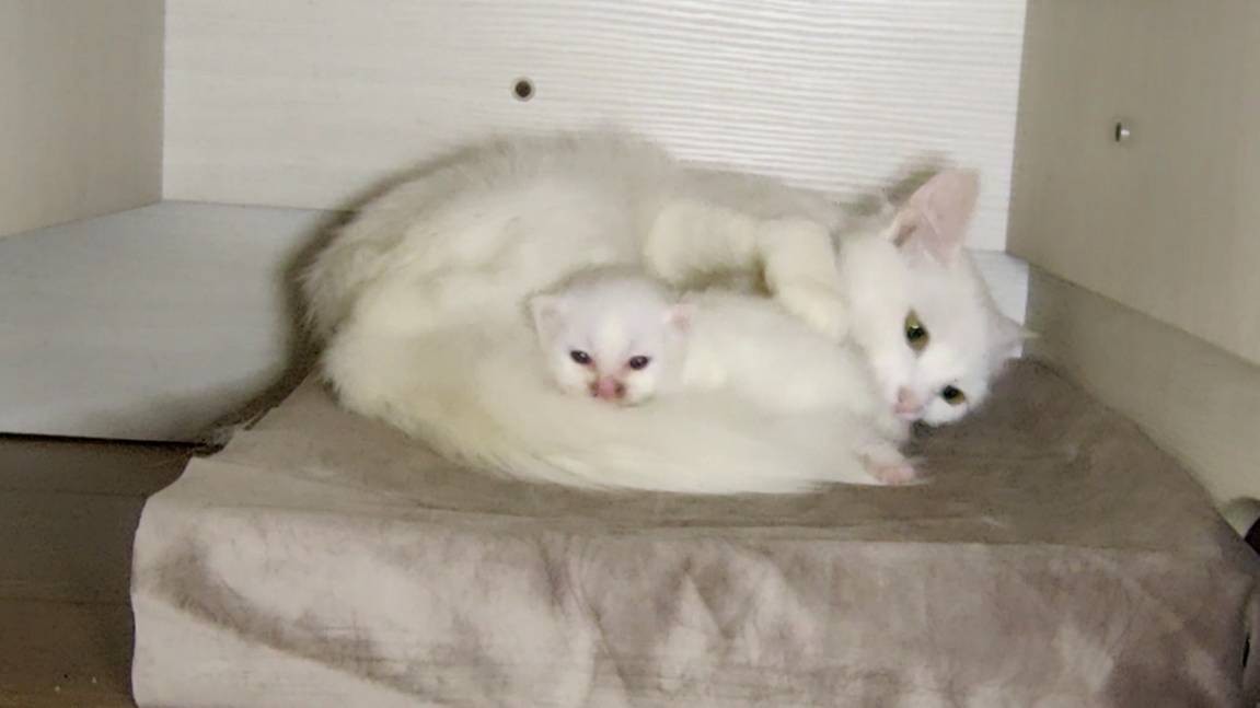 Новорожденный котёнок. Шестнадцать дней. Глаза котёнка полностью открыты. смотреть онлайн