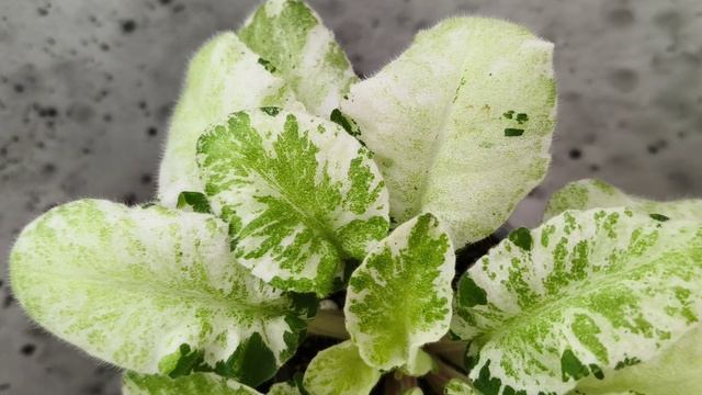 Фиалка КНН-Крокус химерный спорт по листу