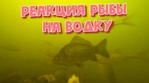 Реакция рыбы на Водку (подводная съемка)