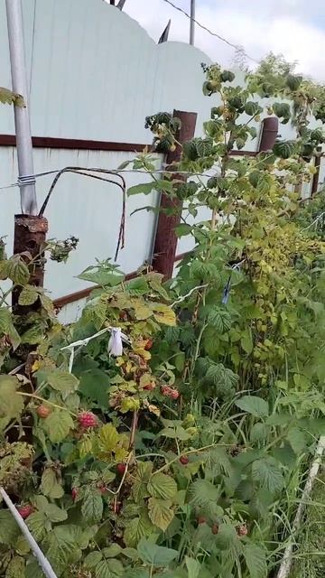 Малина, будем собирать😂 смотреть онлайн