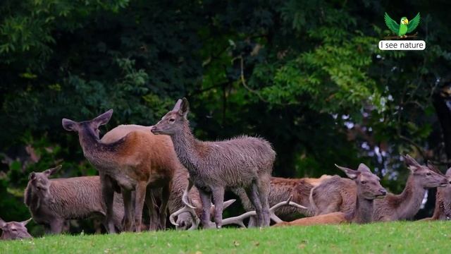 Поведение диких животных смотреть онлайн