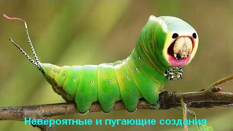 Невероятные и пугающие создания, о которых ты даже не слышал смотреть онлайн