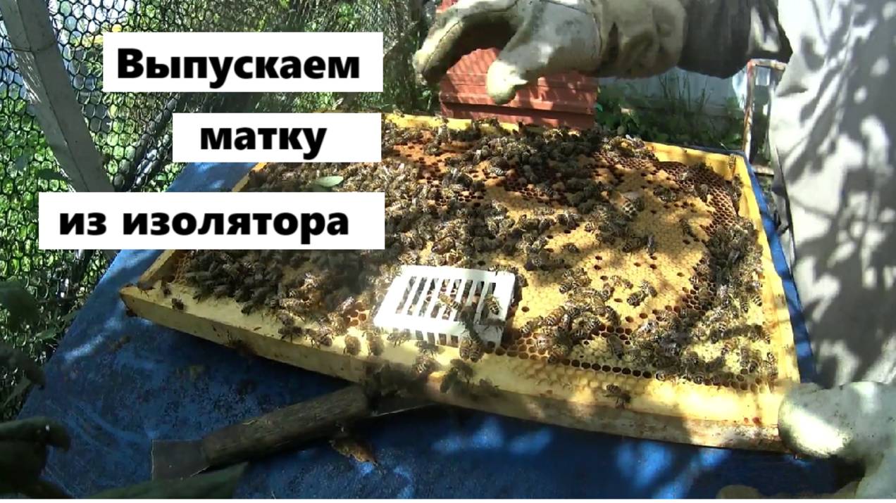 Система с изоляцией буксует.Замена матки. смотреть онлайн