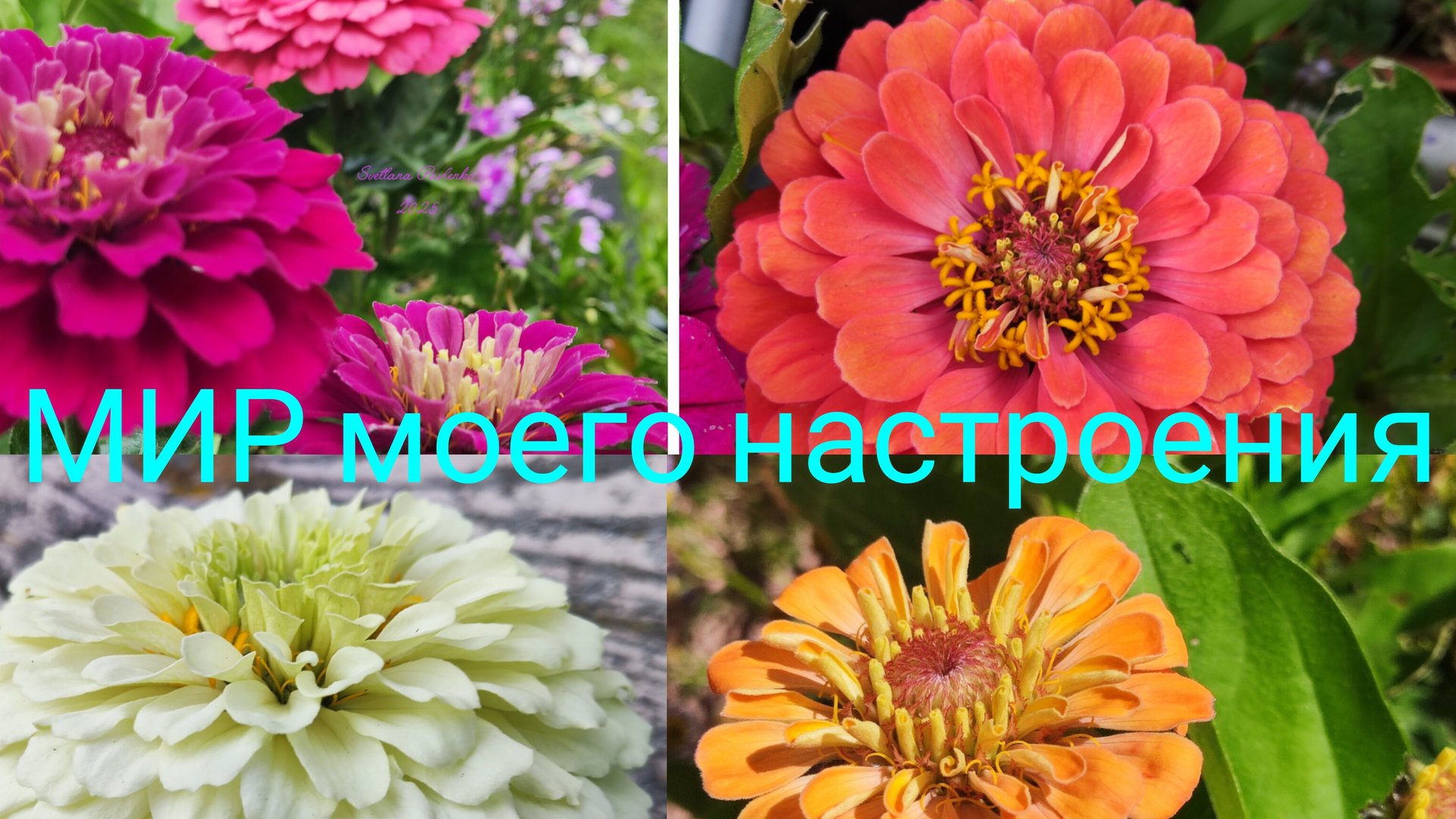 20.07.25 Дача.Яркие Цинии. смотреть онлайн