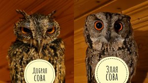 Совы Одуванчик и Лютик одинаковые, но очень разные. Сова Ёль дождалась ужин. Что там у рыбов?