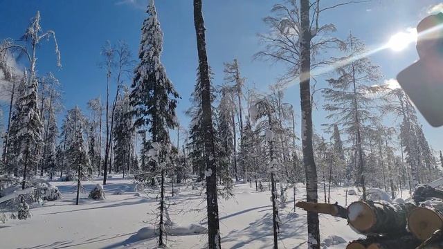 зимний лес смотреть онлайн