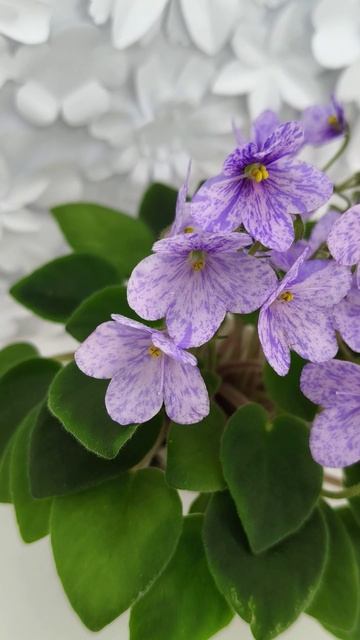 Фиалка трейлер ГЕА-Весёлый Клоун