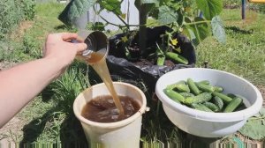 Чем подкормить огуречную грядку в июле и августе чтобы огурчики росли по многу до самых холодов?