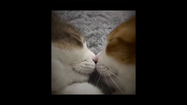 Collection №5 Funny Video/ Коллекция №5 Забавное видео