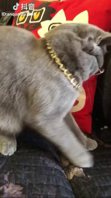 🐱 Милые винтажные очки для ваших пушистых модников!