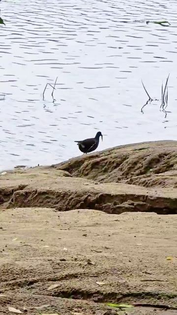 Камышница на пляже