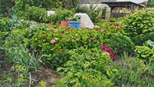 Огородные работы 22 июля холод и возможны заморозки! Собираем урожай в Сибири.