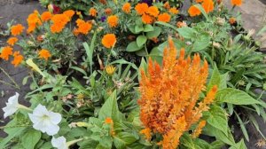 Цветущее лето 🌞