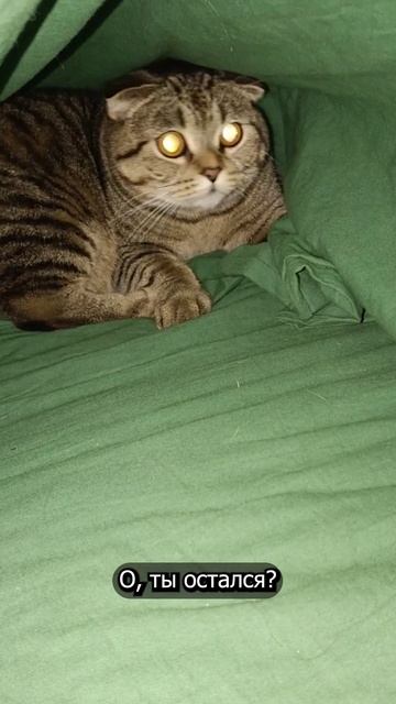 ВЫ БУДЕТЕ ЕГО ДРУГОМ?💥😏😹🥺#cat #кот #смешныекоты  #TishaAndAlex