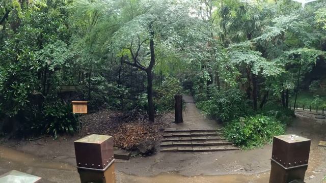 4K・ Прогулка под дождем по долине Тодороки ｜ Токио, Япония