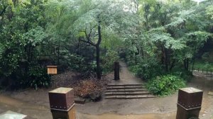 4K・ Прогулка под дождем по долине Тодороки ｜ Токио, Япония