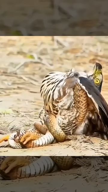 Дикие и опасные.