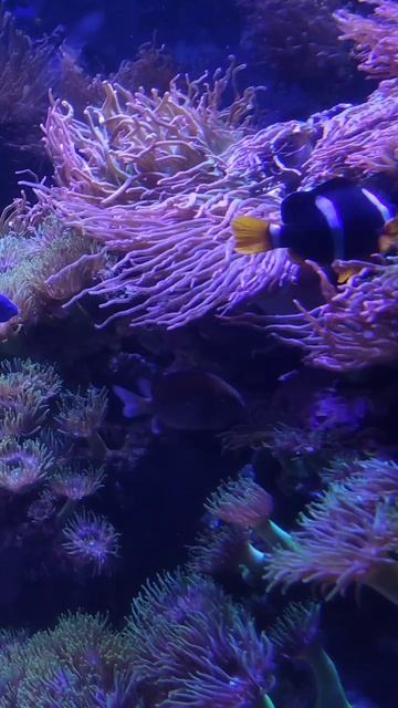 Москвариум 2025 смотреть онлайн