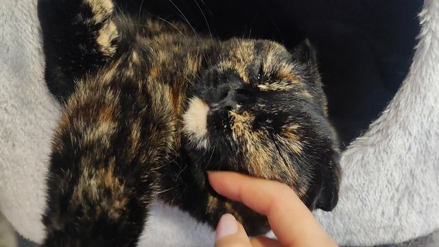 целуйте лапку🥰😉 смотреть онлайн