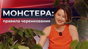 Как сформировать монстеру, чтобы был пышный куст