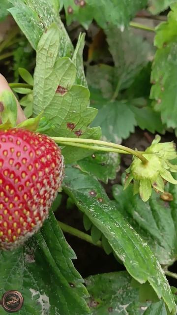 Клубника Шарлотта и Ания