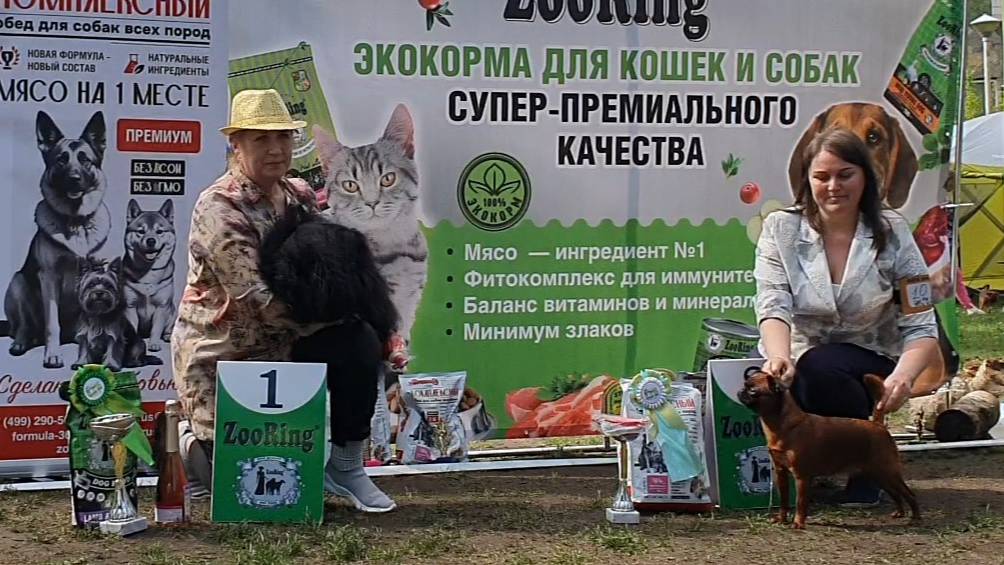 24.05.2025, СПб. Клуб "Элита" (РКФ, ОАНКОО). Выставка собак САС 9 группы FCI смотреть онлайн