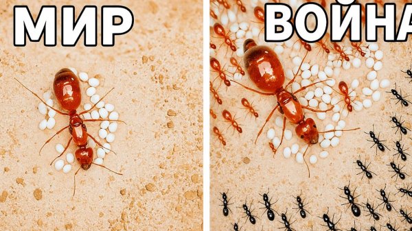 Вот что делают муравьи 1000 дней