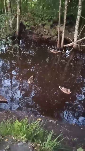 Утка-шоу смотреть онлайн