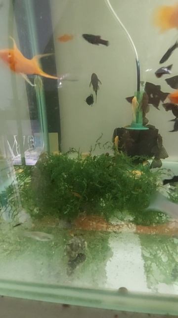 "Вилки" и "Санта Клаусы". смотреть онлайн