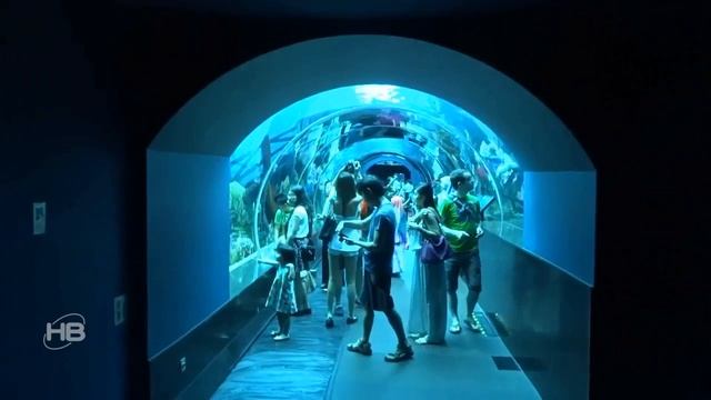 САМЫЕ НЕОБЫЧНЫЕ АКВАРИУМЫ (ОКЕАНАРИУМЫ) В МИРЕ смотреть онлайн