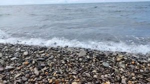 Закупка морепродуктов на рынке в Лазаревском, вкусная черепаха.