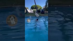 интересное видео