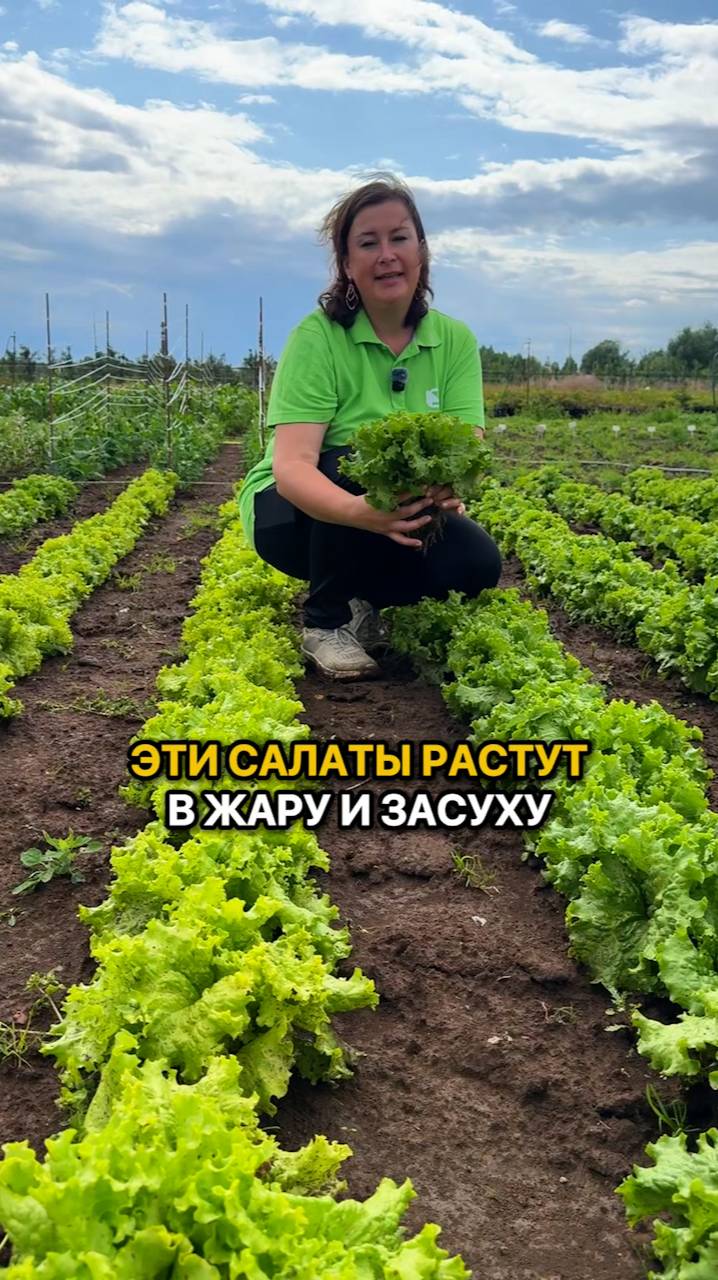 Эти салаты растут в ЖАРУ И ЗАСУХУ!