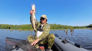 Рыбалка на белый спиннинг и Олта ТОМАГАВК на Щуку в траве и корягах с катушкой Shimano Scorpion DC