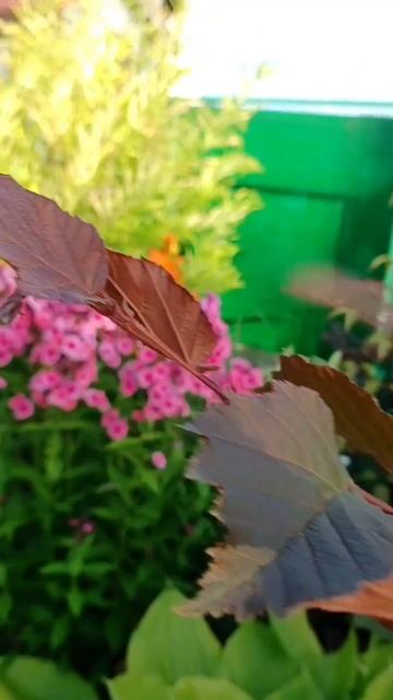 Краски вечернего сада) смотреть онлайн