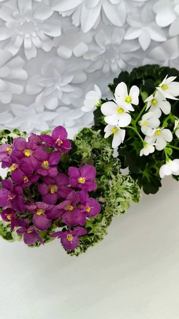 Фиалки Mac's Pizzicato Paradise и Lullaby