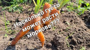 Прореживать морковь или нет? Или что из этого выросло! Морковь сочная и хрустящая.