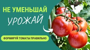 Не урезай урожай своими руками! Как правильно формировать томаты?