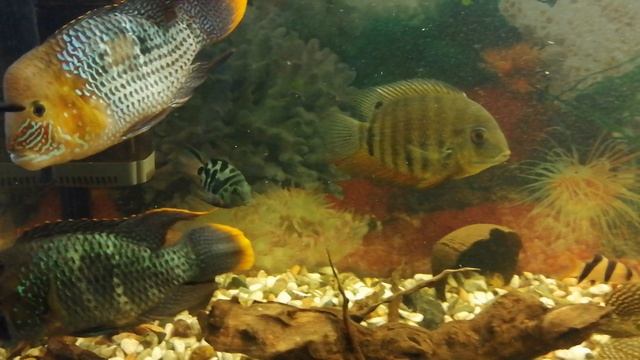 🐟🐟🐟Акара бирюзовая 🐠🐠🐠